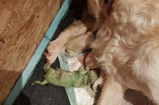 Mint green golden sales retriever